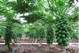 HAI: ĐẨY MẠNH TIẾP SỨC NHÀ NÔNG VỤ LÚA ĐÔNG XUÂN 2017 – 2018