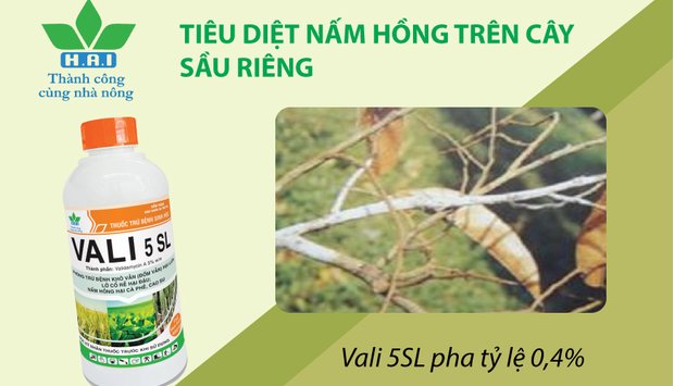 TIÊU DIỆT NẤM HỒNG TRÊN CÂY SẦU RIÊNG