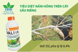 TIÊU DIỆT NẤM HỒNG TRÊN CÂY SẦU RIÊNG