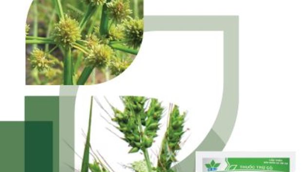 FLASET 400WP – CHUYÊN TRỪ CỎ LỒNG VỰC, CỎ CHÁC LÁC, CỎ LÁ RỘNG CHO LÚA HÈ THU 2021