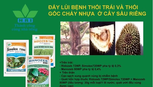 ĐẨY LÙI BỆNH THỐI TRÁI VÀ NỨT THÂN XÌ MỦ TRÊN VƯỜN CÂY ĂN TRÁI ĐẦU MÙA MƯA