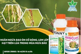 NGĂN NGỪA ĐẠO ÔN CỔ BÔNG, LEM LÉP HẠT TRÊN LÚA TRONG MÙA MƯA BÃO