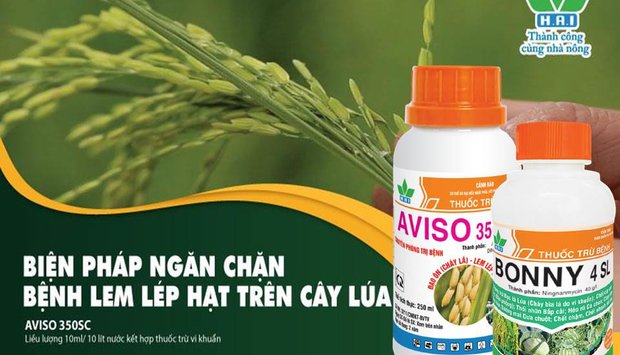 AVISO 350SC – AN TÂM PHÒNG TRỊ ĐẠO ÔN, LEM LÉP HẠT