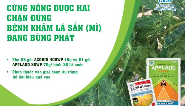 CÙNG NÔNG DƯỢC HAI CHẶN ĐỨNG BỆNH KHẢM LÁ SẮN (MÌ) ĐANG BÙNG PHÁT