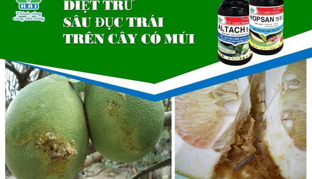 PHÒNG TRỪ HIỆU QUẢ SÂU ĐỤC TRÁI HẠI CÂY CÓ MÚI