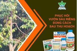 PHỤC HỒI VƯỜN SẦU RIÊNG ĐÚNG CÁCH SAU THU HOẠCH