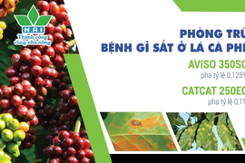 CHẶN ĐỨNG BỆNH GỈ SẮT HẠI CÀ PHÊ