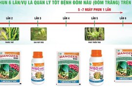 ĐÁNH BAY NẤM “TẮC KÈ” VỚI GIẢP PHÁP AVISO ➕ MANOZEB