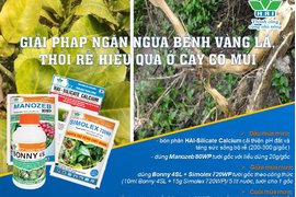 BẢO VỆ VƯỜN CÂY CÓ MÚI KHỎI BỆNH VÀNG LÁ THỐI RỄ