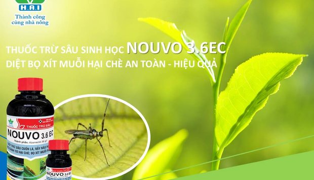 DIỆT BỌ XÍT MUỖI HẠI CHÈ AN TOÀN - HIỆU QUẢ