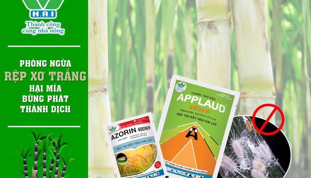 PHÒNG NGỪA RỆP XƠ TRẮNG BÙNG PHÁT THÀNH DỊCH