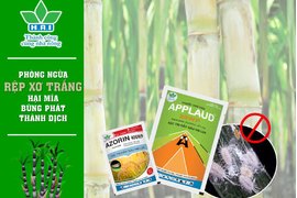 PHÒNG NGỪA RỆP XƠ TRẮNG BÙNG PHÁT THÀNH DỊCH