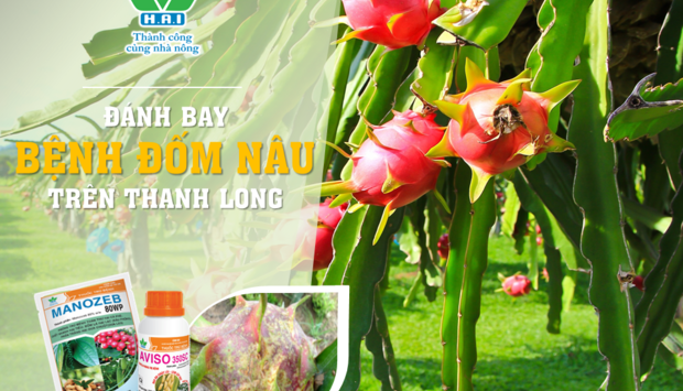 ĐÁNH BAY BỆNH ĐỐM NÂU TRÊN THANH LONG