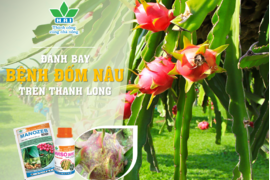 ĐÁNH BAY BỆNH ĐỐM NÂU TRÊN THANH LONG