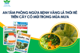 AN TÂM PHÒNG NGỪA BỆNH VÀNG LÁ THỐI RỄ TRÊN CÂY CÓ MÚI TRONG MÙA MƯA BÃO