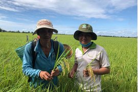 GIẢI PHÁP PHÒNG TRỪ BỆNH HẠI TỔNG HỢP TRÊN LÚA TRONG MÙA MƯA BÃO