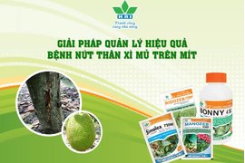 CẢNH GIÁC VỚI BỆNH NỨT THÂN XÌ MỦ TRÊN CÂY MÍT