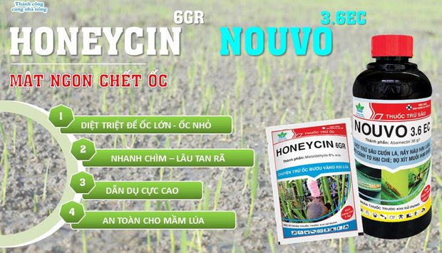 BẢO VỆ LÚA ĐÔNG XUÂN NGAY TỪ ĐẦU VỤ