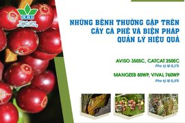 NHỮNG BỆNH HẠI THƯỜNG GẶP TRÊN CÂY CÀ PHÊ VÀ BIỆN PHÁP QUẢN LÝ