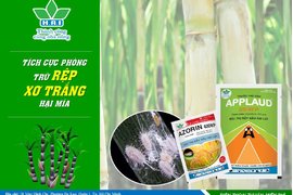 TÍCH CỰC PHÒNG TRỪ RỆP XƠ TRẮNG - BẢO VỆ NĂNG SUẤT & CHẤT LƯỢNG MÍA NGUYÊN LIỆU