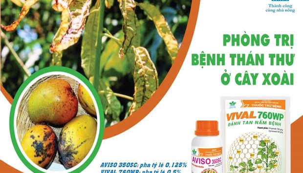GIẢI PHÁP QUẢN LÝ BỆNH THÁN THƯ TRÊN CÂY XOÀI