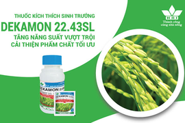 DEKAMON 22.43SL - GIẢI PHÁP MẠ KHỎE - KHÔNG LO NGHẸN RỄ