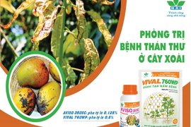 GIẢI PHÁP QUẢN LÝ BỆNH THÁN THƯ TRÊN CÂY XOÀI