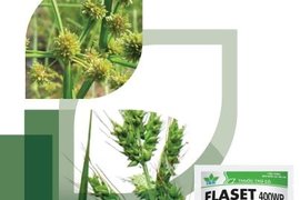 FLASET 400WP - CỎ DẠI LÀ CHUYỆN NHỎ