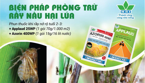 APPLAUD 25WP + AZORIN 400WP – SỰ KẾT HỢP ĐỈNH CAO, TRỪ RẦY NÂU HIỆU QUẢ