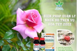 BIỆN PHÁP QUẢN LÝ NHỆN ĐỎ TRÊN VỤ HOA TẾT 2022