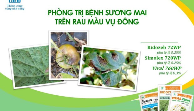 PHÒNG TRỊ BỆNH SƯƠNG MAI TRÊN RAU MÀU VỤ ĐÔNG