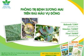 PHÒNG TRỊ BỆNH SƯƠNG MAI TRÊN RAU MÀU VỤ ĐÔNG