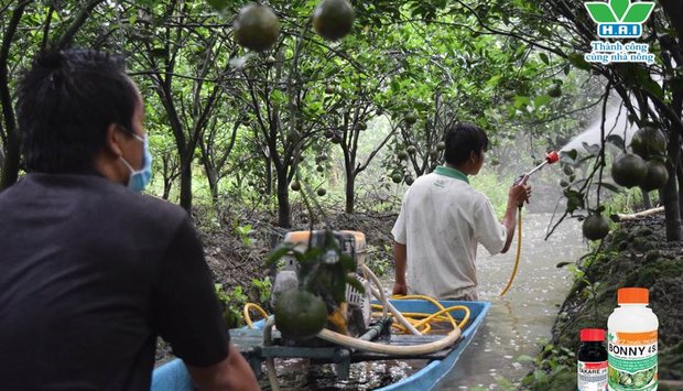 NÔNG DƯỢC HAI TRIỂN KHAI MÔ HÌNH SỬ DỤNG THUỐC SINH HỌC TRONG CANH TÁCH CÂY CAM SÀNH