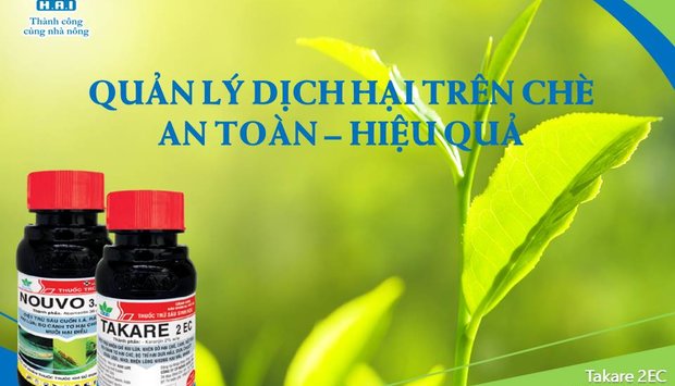 QUẢN LÝ DỊCH HẠI TRÊN CÂY CHÈ AN TOÀN - HIỆU QUẢ