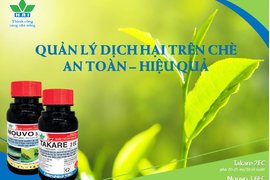 QUẢN LÝ DỊCH HẠI TRÊN CÂY CHÈ AN TOÀN - HIỆU QUẢ