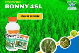 CÓ BONNY - LO CHI VI KHUẨN