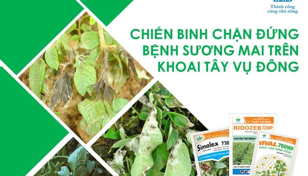 CHIẾN BINH NGĂN CHẶN BỆNH SƯƠNG MAI TRÊN KHOAI TÂY
