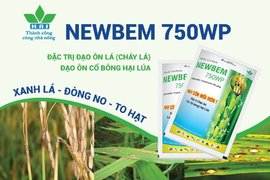 NEWBEM 750WP - XANH LÁ ĐÒNG NO TO HẠT