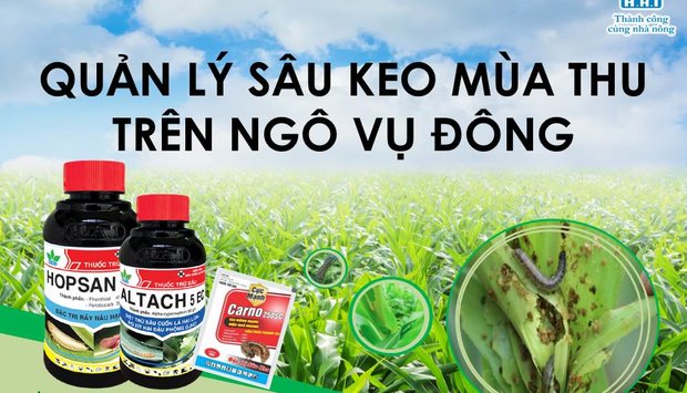QUẢN LÝ SÂU KEO MÙA THU TRÊN NGÔ VỤ ĐÔNG