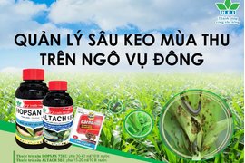 QUẢN LÝ SÂU KEO MÙA THU TRÊN NGÔ VỤ ĐÔNG