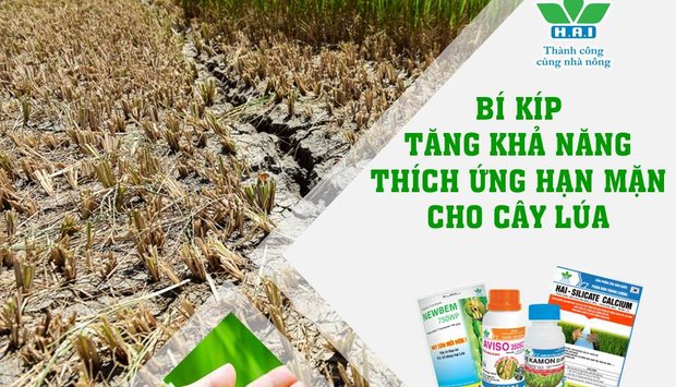 BÍ KÍP TĂNG KHẢ NĂNG THÍCH ỨNG HẠN MẶN CHO CÂY LÚA