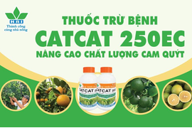 BIỆN PHÁP NÂNG CAO CHẤT LƯỢNG VÀ MẪU MÃ TRÁI CAM