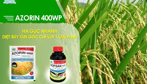 AZORIN - MỘT LẦN PHUN, DIỆT RẦY TẬN GỐC