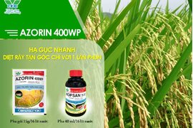 AZORIN - MỘT LẦN PHUN, DIỆT RẦY TẬN GỐC