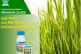 LÀM SAO ĐỂ LÚA ĐÔNG XUÂN TRỔ THOÁT - KHÔNG NGHẸN ĐÒNG