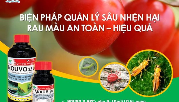 BIỆN PHÁP QUẢN LÝ SÂU NHỆN HẠI RAU MÀU AN TOÀN - HIỆU QUẢ