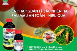 BIỆN PHÁP QUẢN LÝ SÂU NHỆN HẠI RAU MÀU AN TOÀN - HIỆU QUẢ