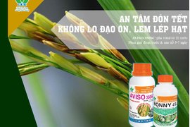 AN TÂM ĐÓN TẾT - KHÔNG LO ĐẠO ÔN, LEM LÉP HẠT