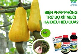 BIỆN PHÁP PHÒNG TRỪ BỌ XÍT MUỖI HẠI ĐIỀU HIỆU QUẢ