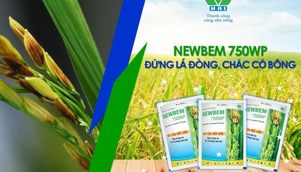 CÓ NEWBEM 750WP ĐỨNG LÁ ĐÒNG, CHẮC CỔ BÔNG